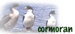 CORMORAN