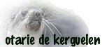 OTARIE DE KERGUELEN