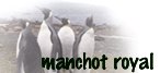 MANCHOT ROYAL