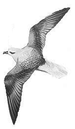 Petrel de lesson